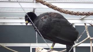 Displaying Bare faced Curassow [upl. by Gnuhn]