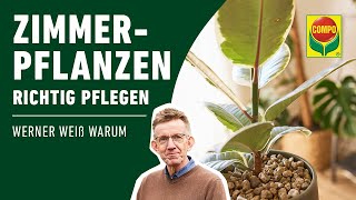 Zimmerpflanzen pflegen Standort  Gießen  Düngen  Schädlinge bekämpfen  COMPO [upl. by Trotta109]