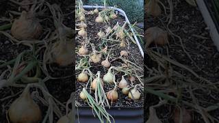 👀 TRUE or FALSE Spooning your Onions results in bigger bulbs Follow for more garden experiments [upl. by Aihtniroc865]