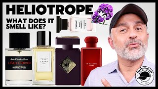 Top HELIOTROPE FRAGRANCES  What Does HELIOTROPE SMELL LIKE [upl. by Aubrette]