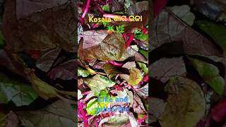 Kosala saga vaja 🌿🌿kosalasagaSMRKitchen [upl. by Heda]