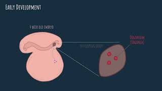 Oogenesis  embryonic development [upl. by Anel]