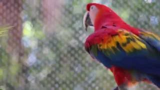 Screaming Scarlet Macaw bird zoo animal Busch Gardens Tampa Florida [upl. by Aisek813]