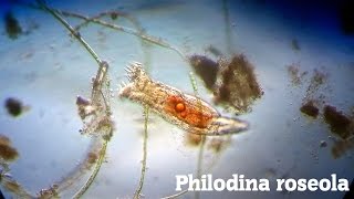 Philodina roseola [upl. by Dumanian]