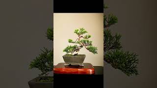 盆栽【糸魚川真柏模様木樹形】2022年1月7月 Bonsai 【Itoigawa juniper 】shorts bonsai art 盆栽 糸魚川真柏 [upl. by Menides]