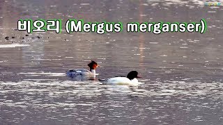 비오리 Mergus merganser 겨울철새 [upl. by Dowling]