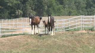 AnheuserBusch Clydesdales at Warm Springs Ranch [upl. by Hakon915]