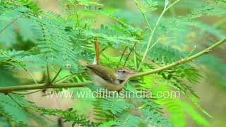 Common Tailorbird or Orthotomus sutorius chitterchattering away in its natural habitat [upl. by Harewood]