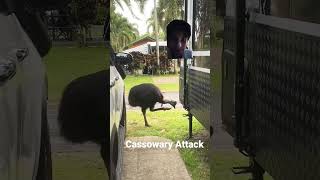 cassowary attack ostrich animals birds wildlife [upl. by Shantha]