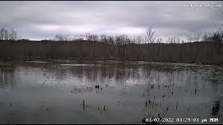 Gadwall sounds [upl. by Gnus550]