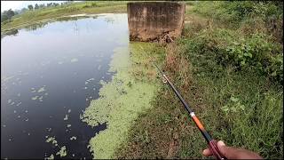 Amazing murrel fishing  Fish Hunting [upl. by Paddy]