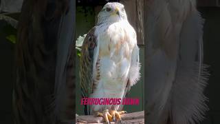 Ferruginous hawk eagles birds [upl. by Hurd332]