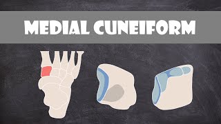 Medial Cuneiform Bone  Anatomy [upl. by Noiram]