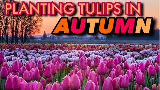 TULIPS 101 GROWING TULIPS FOR BEGINNERS [upl. by Ynavoeg548]