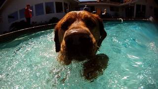 GoProHD Slow Motion  Aqua Dogs [upl. by Ettenoitna]