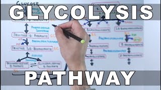 Glycolysis Pathway [upl. by Lunn]