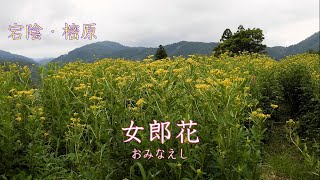 １分動画・宕陰の女郎花（Toin no Ominaeshi） [upl. by Ahsert]