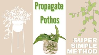 How to Propagate A Pothos Plant Using The Water Technique Super Simple Method of Propagating Plants [upl. by Ellivnarg]