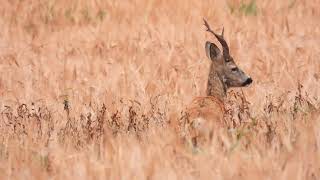 RÅDYR CAPREOLUS CAPREOLUS [upl. by Quinton]