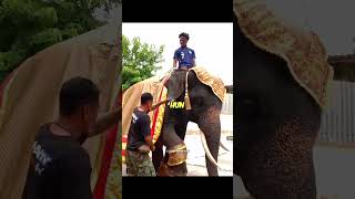 Bro tried to ride an Elephant 😂 ishowspeed [upl. by Anderson]