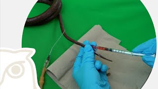 CSL Blood Sampling on Snakes [upl. by Nilla]