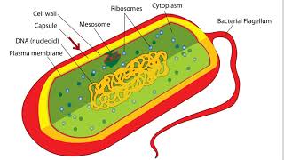 Bacteria Cell Structure [upl. by Salazar]