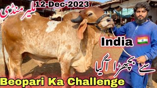 Malir Mandi Cattle Rates Update 12Dec2023  Malir Mandi Update  Cow Mandi 2024 [upl. by Ruhnke943]