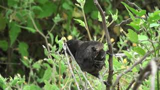 Géospize à bec moyen Geospiza fortis Medium Groundfinch [upl. by Tasiana]