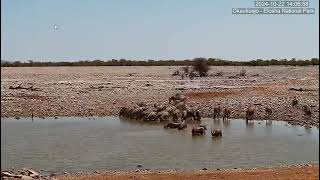 Burchells Zebras and Oryxes [upl. by Minica]