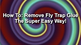 How to remove fly trap glue  the super easy way [upl. by Byler]