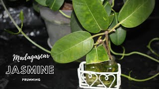 Pruning Madagascar Jasmine Grown Indoors [upl. by Ginzburg]