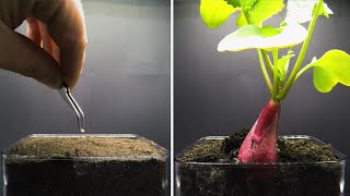 Growing Radish Time Lapse  Seed To Bulb in 20 Days [upl. by Stephen]