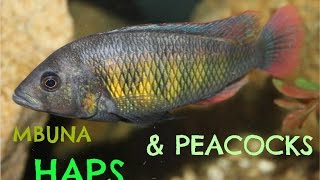 Mbuna Hap and Peacock Cichlids Together [upl. by Ilan]