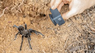 Roadside Tarantula  Will It Bite GoPro Close Up [upl. by Blackburn]