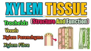 BioPoint Xylem Structure  Function  Tracheid  Vessels  Xylem Fibre And Parenchyma xylem [upl. by Nnanerak149]