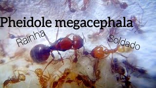 Colonia evoluindo  Pheidole megacephala quotmuitas pupas [upl. by Enneite467]