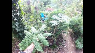 Tasmanian amp Australian tree ferns are different [upl. by Junna]