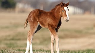 Hip No 294  ‘24 Sorrel Filly Woody Be Tuff x Metallicat [upl. by Gomer704]