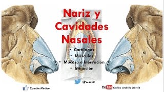 Anatomía  Nariz y Cavidades Nasales Linfáticos Inervación Irrigación Mucosa Meatos [upl. by Wende]