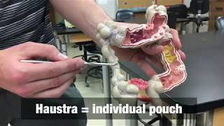 Large Intestine Model  Ohio University  Anatomy amp Physiology [upl. by Allred]