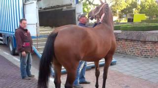 Paardenmarkt Elst 5 september 2011 [upl. by Kenward309]