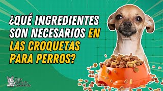 🐾🐶¿ QUÉ INGREDIENTES DEBE TENER UN BUEN PIENSO CROQUETAS  PARA PERROS [upl. by Eicnan508]