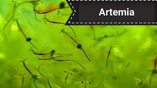 Artemia  cultivo y alimento para peces [upl. by Jelle]