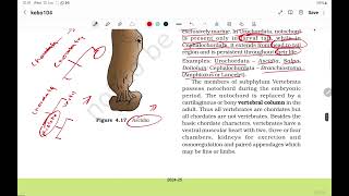 NCERT  BIOLOGY  NEET  CLASS 11  Chapter 4  ANIMAL KINGDOM  Classification of Animal  Part  3 [upl. by Sioux]