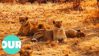 GoPro Lions  The New Endangered Species [upl. by Engdahl]