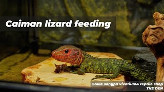 카이만 리자드 피딩 테스트 Caiman lizard feeding [upl. by Enaled]