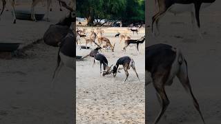 Blackbucks captured viral blackbuck wildlife [upl. by Attennaej552]