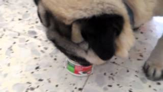 How To Feed Your Pug [upl. by Camille]