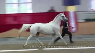 shagya arabian mare KOHEILAN ORANZS P [upl. by Artimas]