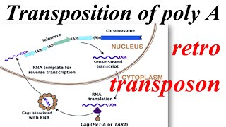 Transposition of a poly A retrotransposon [upl. by Ettener]